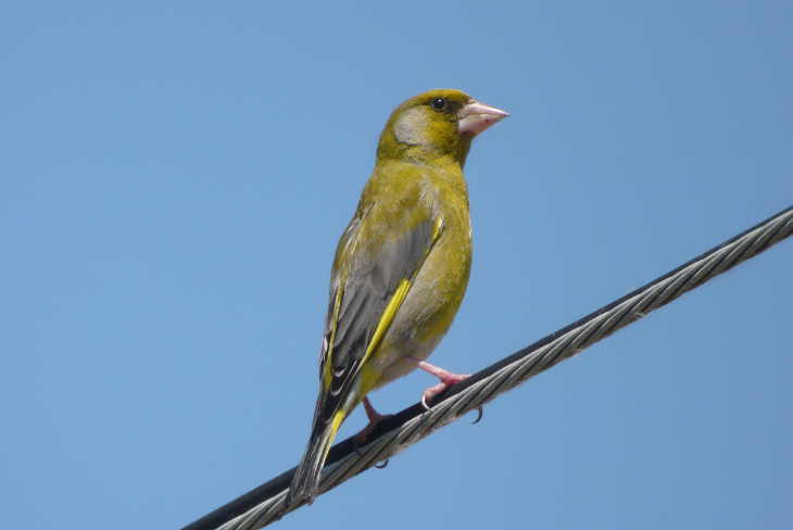 Der Grünfink mit auffälligem, länglichen, gelben Abzeichen auf dem Flügel und Schwanz